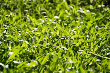 Close up green grass floor in after Rain