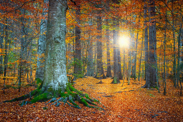 Fototapeta na wymiar Spectacular autumn colorful forest landscape