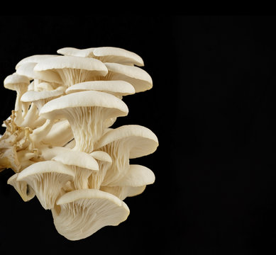 Closeup of fresh oyster mushrooms