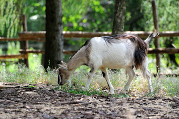 Goat in meadow. Goat herd
