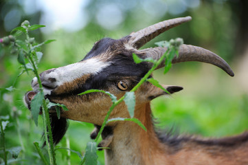 Goat in meadow. Goat herd