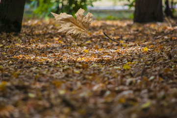 Abstract leaves in autumn suitable as background