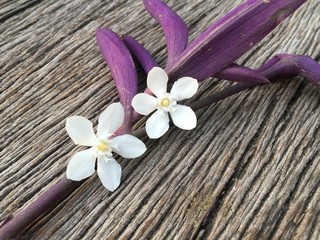 Wild Water Plum flowers and purple leaf on wood table