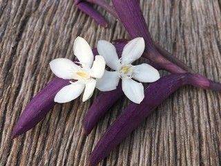 Wild Water Plum flowers and purple leaf on wood table