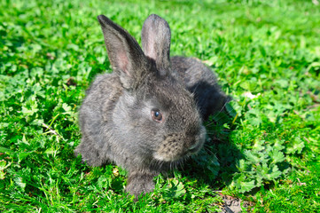 little rabbit on green grass background