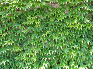 Grüne Blätter als Hintergrund