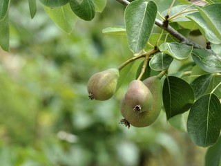 Birnen am Baum