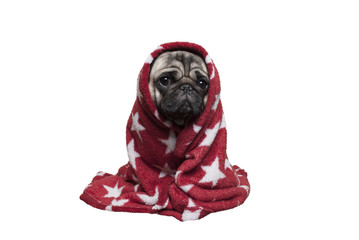 schattig ziek hondje, mopshond, in dekentje gewikkeld kijkt triest, geisoleerd op witte achtergrond