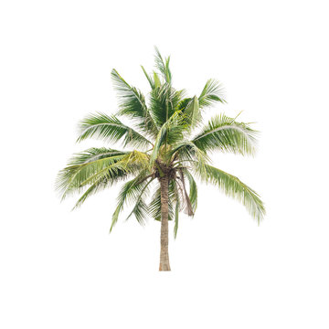 Coconut palm tree isolated on white. This has clipping path.
