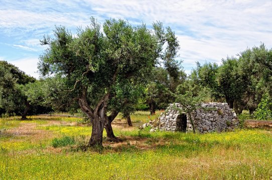 Pajare zwischen Olivenb&auml;umen im Salento
