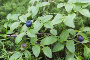 Fruits blueberries on the bush with green leaves.
