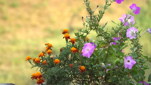 Orange Marigolds and petunias in the flowerbed. Flowers in a flowerbed on a sunny day