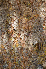 Organic pattern, Tree bark texture , spruce fir (Picea Abies)