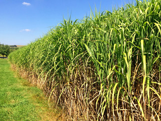 Chinaschilf, Anbau in Deutschland