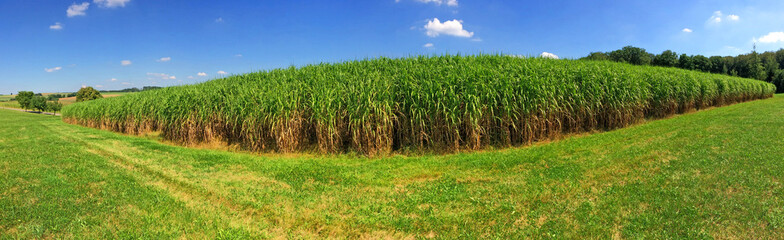 Chinaschilf, Panorama