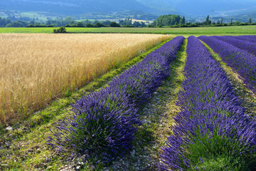 Fototapeta na wymiar Provence rural landscape, France