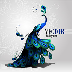 Peacock. Vector background