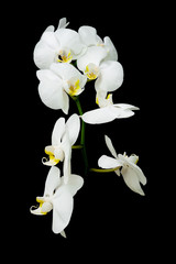 Fototapeta na wymiar blossoming branch of white orchids on black background close up
