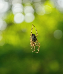 spider on a spider web, sunlight, close-up