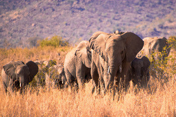 African elephant herd strolling through the dry South African winter landscape