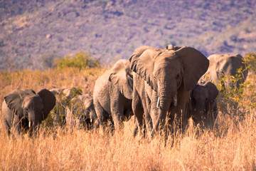 Fototapeta premium African elephant herd strolling through the dry South African winter landscape