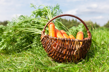 Wooden wicker basket with fresh carrots with green leaves at the