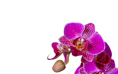 Purple orchid flowers isolated on white background