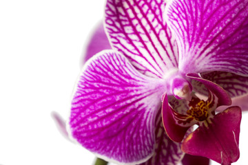 Pink orchid in pot on white background.