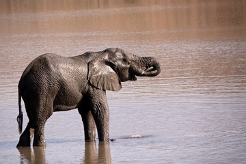 Lone African elephant bull quenching his thirst after having a relaxing mud bath.
