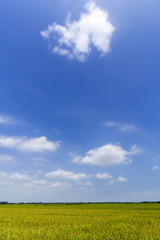 田んぼ　青空　実り　雲　かかし　牧歌的　広角　地平線