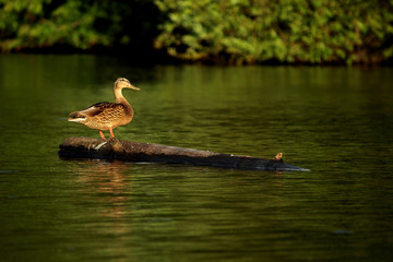 beautiful bird  sitting on branch