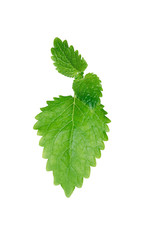 Lemon Balm On White