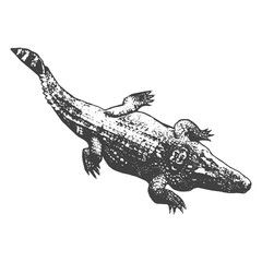 Huge crocodile thick, black contour on white background. Top view. Vector