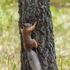 Squirrel on the tree trunk
