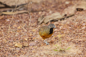 beautiful female barred buttonquail
