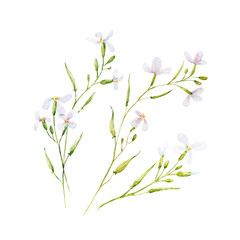 Watercolor white vector flowers