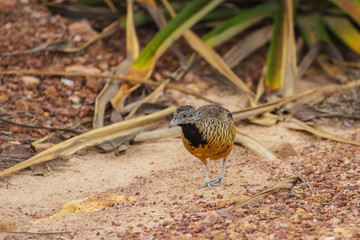 beautiful female barred buttonquail