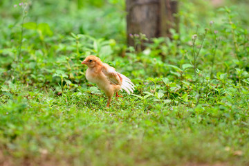 baby chicken