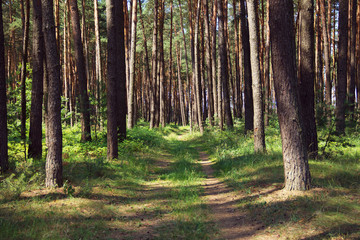 pine forest with footpath