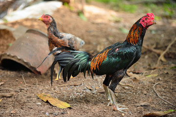 chicken thai