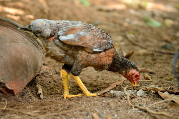 chicken thai