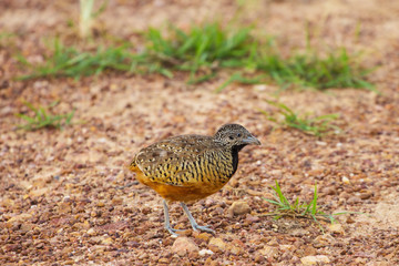 beautiful female barred buttonquail