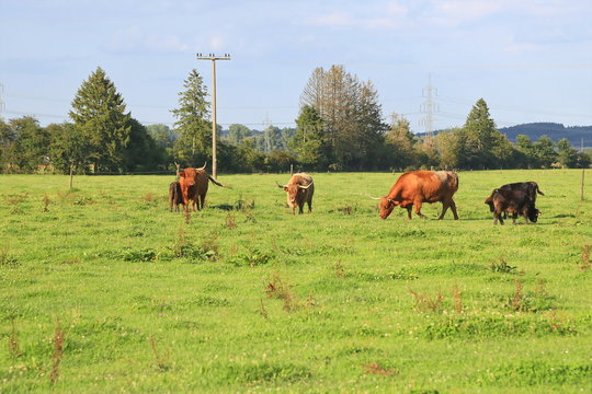 Hochlandrinder