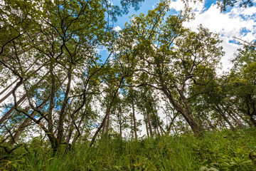 Pine trees along the green plant Trail at mountain