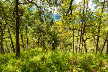 Pine trees along the green plant Trail at mountain