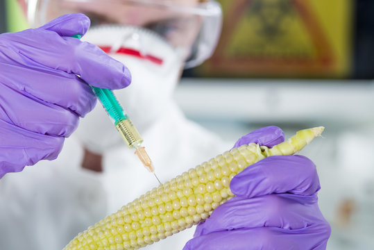 Gentechniker untersuchen Genfood Mais im Labor
