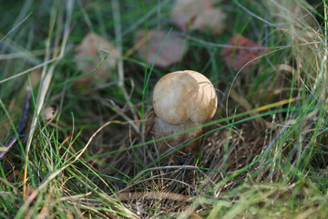 White mushroom in the forest