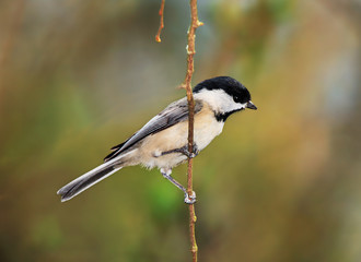 Fototapeta premium Carolina chickadee