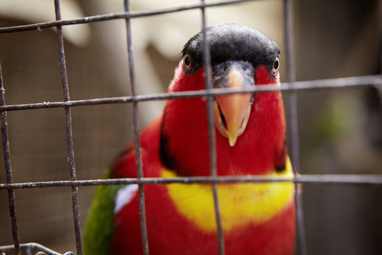 Colorful parrot in cage, close-up