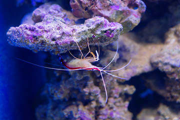 Креветка-доктор тихоокеанская